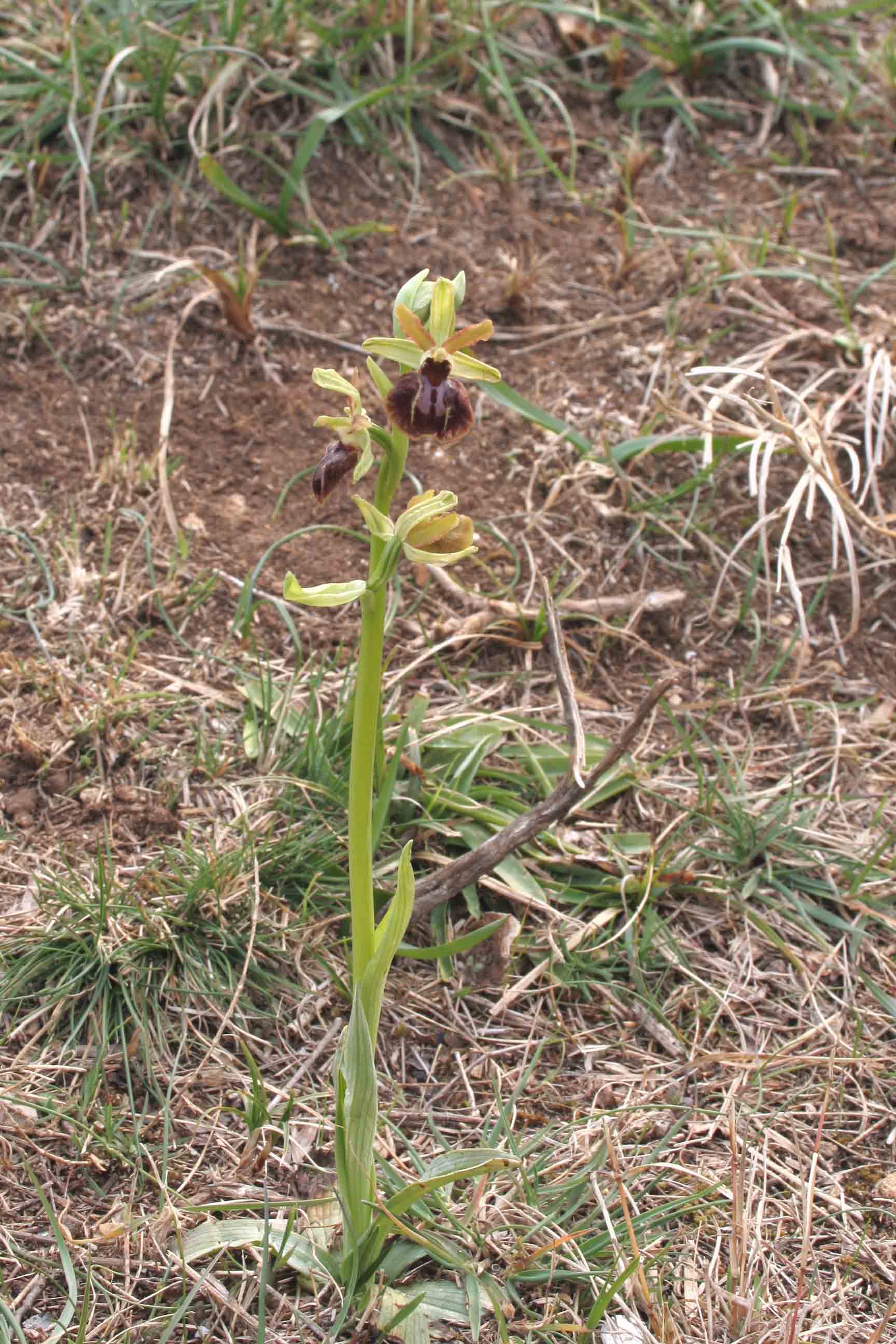 Ophrys sphegodes - Lago di Garda -